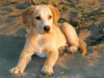 Immagini di Animali
